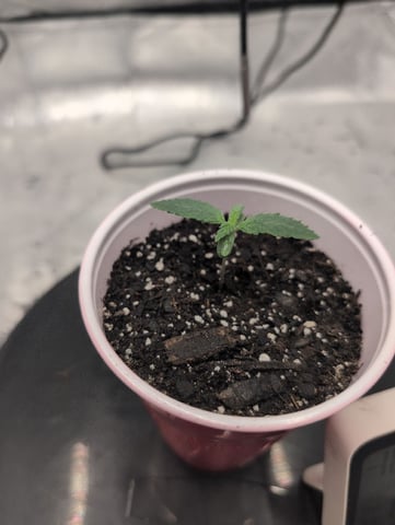 Girl Scout Cookies — seedling_rooting, day 7