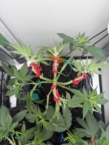 Midsummer Outdoor — vegetative, day 28
