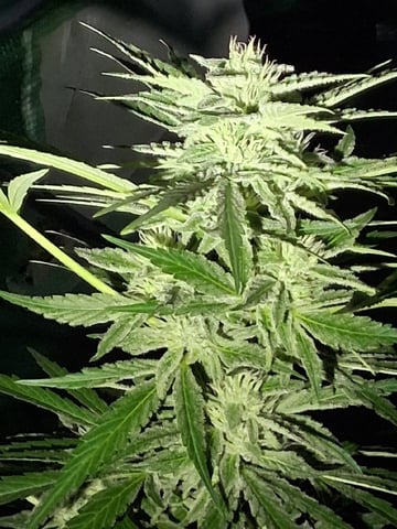 Banana Daddy Auto