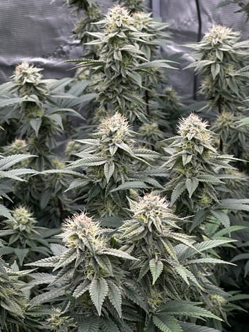 Clones Fat Bastard Clones  — flower, day 117