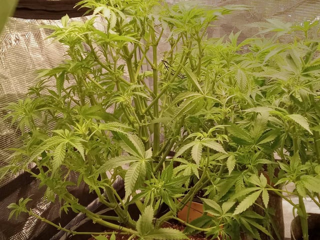 critical purple kush x peyote wifi  in the auto pot system tray 2 grow with added microhazian to the coco coir  — flower, day 57