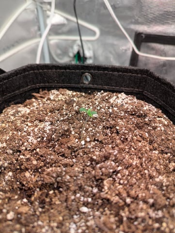 Fastbudz Payaya Cookies — seedling_rooting, day 4