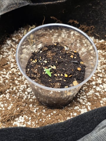 Indoor — seedling_rooting, day 18