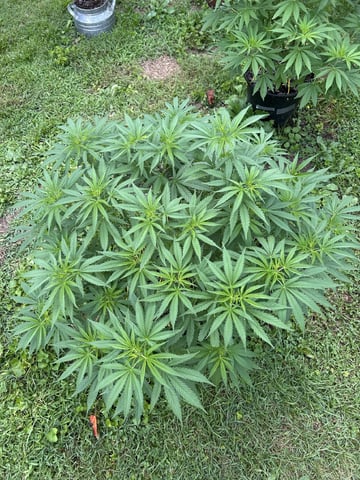 2026 Outdoor — vegetative, day 78