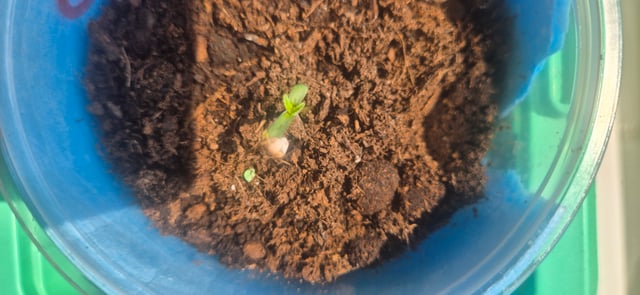 1 — grow_setup, day 1