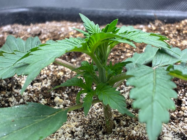 Jelly Donutz Auto And Pineapple OG Auto