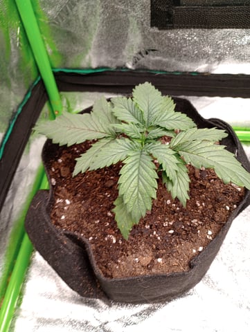 All Aboard!!! — vegetative, day 16