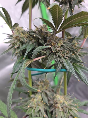 Bruce Banner #4  — flower, day 115