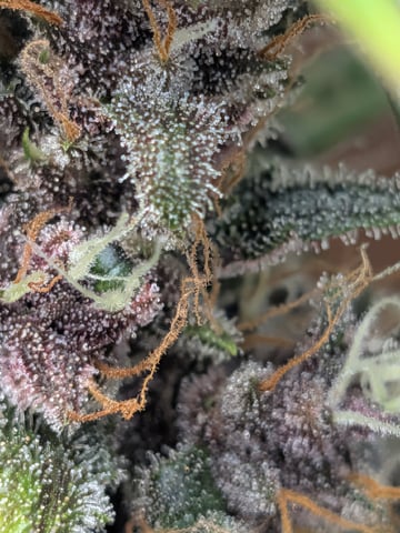 Mendo Frost / Gorilla Cookie / Banana Purple Punch  — flower, day 76