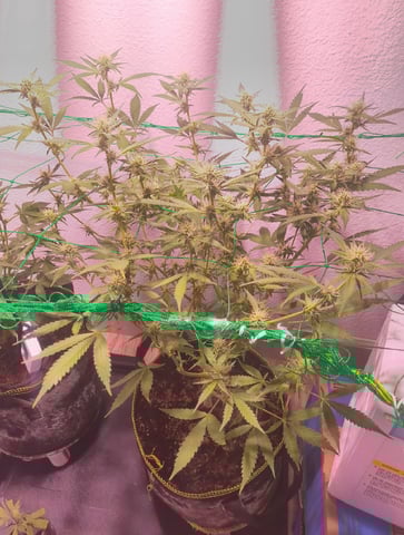 pineapple Express  — flower, day 8