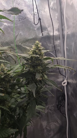 Purple Haze — flower, day 73