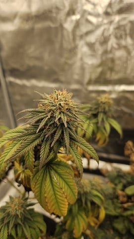 First Feminized Grow  — harvest, day 151