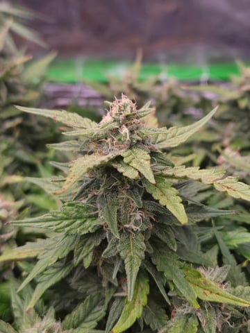 Fastbuds Autoflower Run — flower, day 79