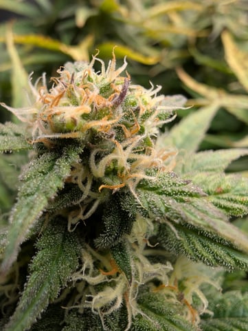 First Legal Grow — flower, day 122