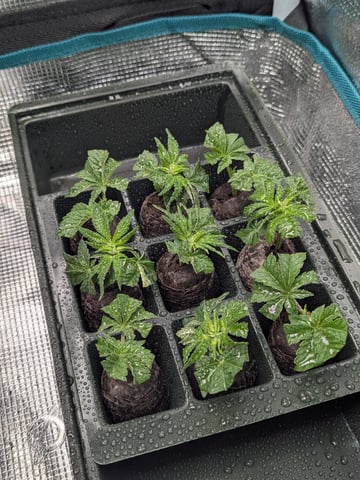 Esquejes — seedling_rooting, day 1