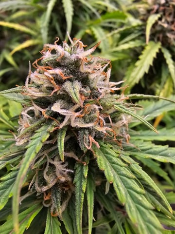 candy bubatz xl — flower, day 1