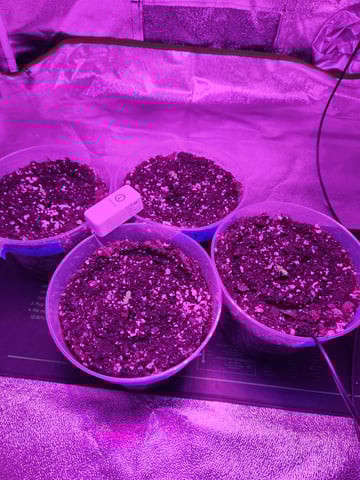 Another round of Mephisto Genetics from Schoolyard Crush and Do-si-delirium drops. — seedling_rooting, day 1