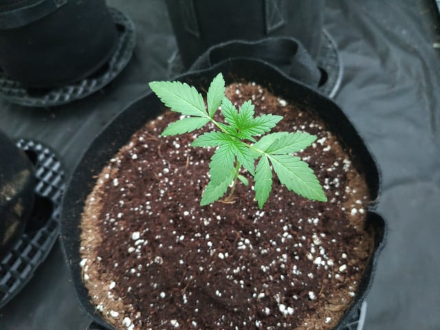 Strawberry Gorilla Auto  — grow_setup, day 1