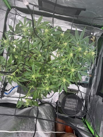 Comet Candy (Auto) 2026- 02 — flower, day 50