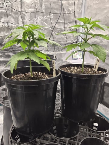 Zoap & Mimosa x OrangePunch — vegetative, day 22
