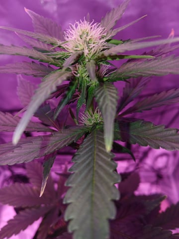 CountryG  — seedling_rooting, day 36