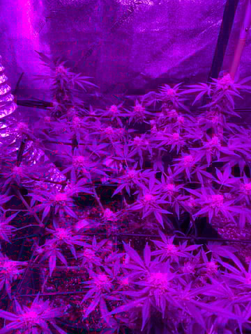 Amnesia Haze (First Ever Grow) — flower, day 105