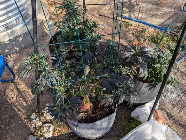 October Start — harvest, day 128