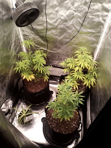 Super lemon haze.   Chesse