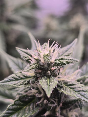 1st Auto Grow (LSD + BrB) - 1st indoor Grow — flower, day 56