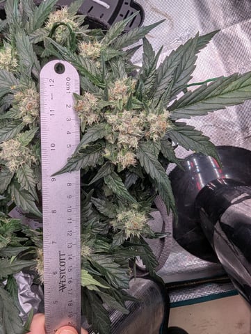 2025 EOY Grow — flower, day 56