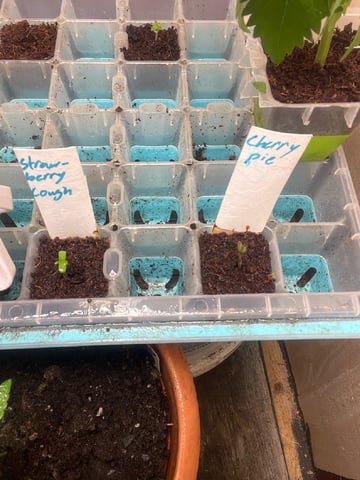  strawberry cough  — seedling_rooting, day 6