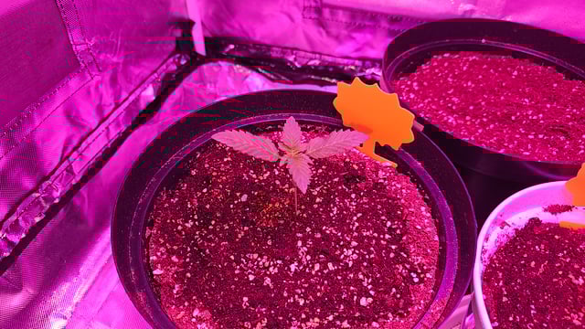 first grow adventure  — seedling_rooting, day 14