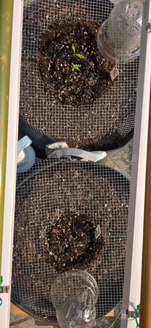 Let's just leave these right here! — germination, day 10