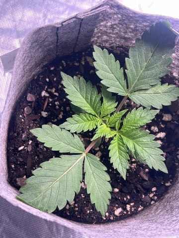 s1 Jokerz — vegetative, day 18