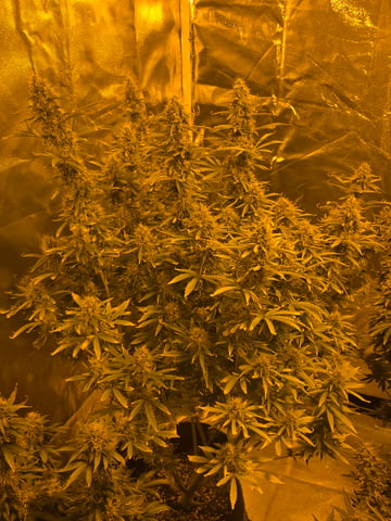 2nd Autoflower Indoor Grow — flower, day 91