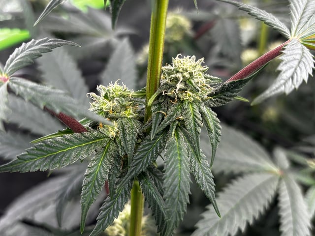 Pink Passion Fruit — flower, day 74