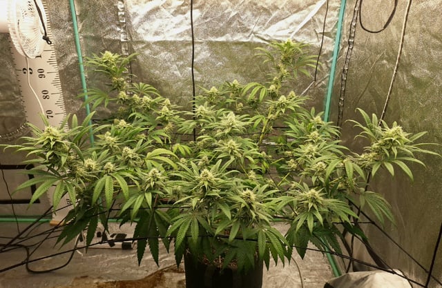 Experimental DIY Run — flower, day 7