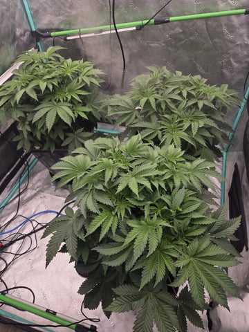 Relentless Genetics Trop Cherry S1 — vegetative, day 18
