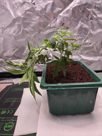 Funk Mtn (Mother) — vegetative, day 18