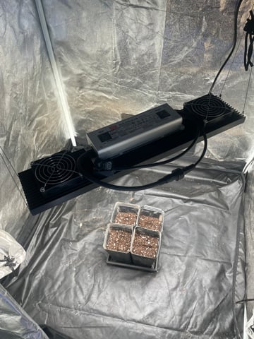 Blueberry — germination, day 1