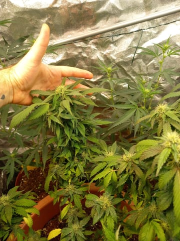 ( Guava Dawg × Sour Tangie ) F2 — flower, day 13