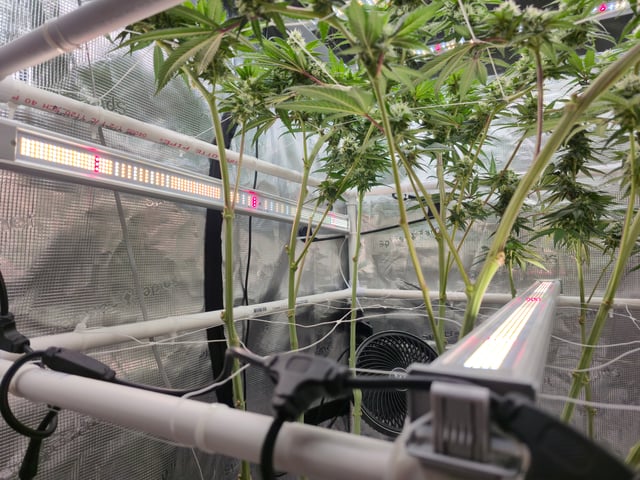 Grow 3 — flower, day 35