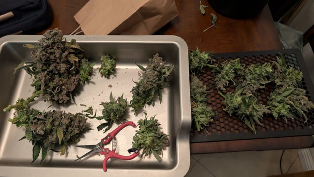 Sativa Summer Autos — harvest, day 87