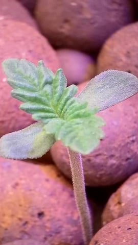1st Ever Grow (Fat Bastard)(RDWC)  — seedling_rooting, day 7