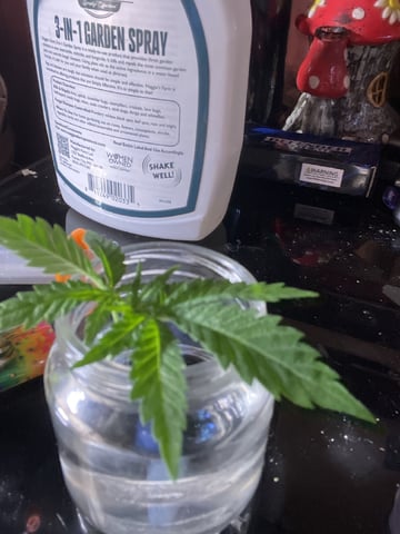  strawberry cough  — vegetative, day 40