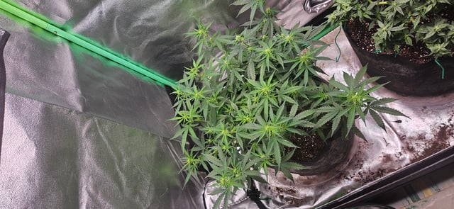 blue dream first grow  — flower, day 72