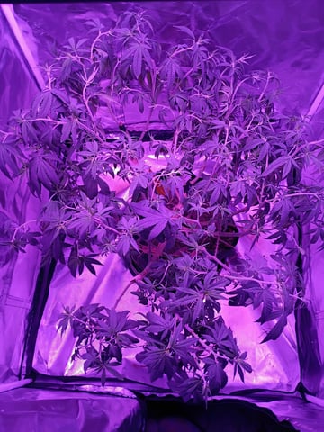 Purple Plum Perfect 💜 & 2 Grape Runtz 🍇 Mainlining garden.  — vegetative, day 139