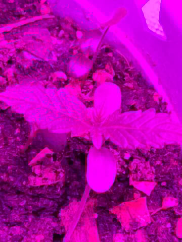 new start — seedling_rooting, day 1