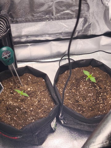 New grow — seedling_rooting, day 7