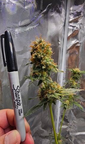 Princess Piper — flower, day 20